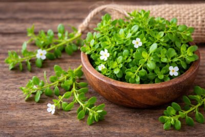 Gotu Kola Extract And Organic Powder & Capsules benefits — CalmEarth organic herbal supplement